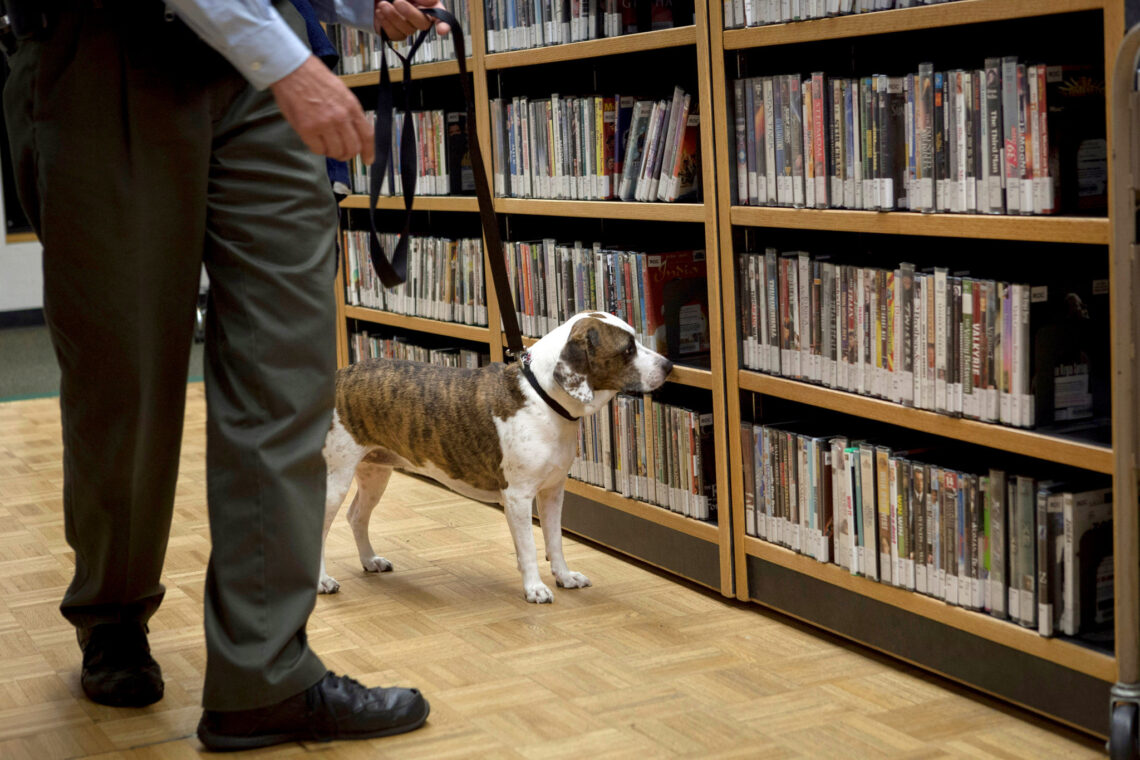 How Do You Train A Dog To Detect Bed Bugs? House Integrals