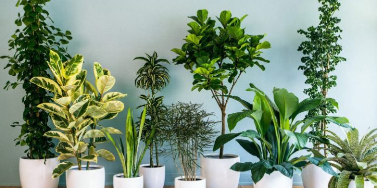 Plant Fever: 8 of the Best Plants You Can Grow at Home