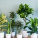 Plant Fever: 8 of the Best Plants You Can Grow at Home