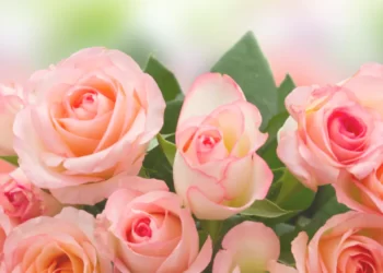 Decorating with Roses