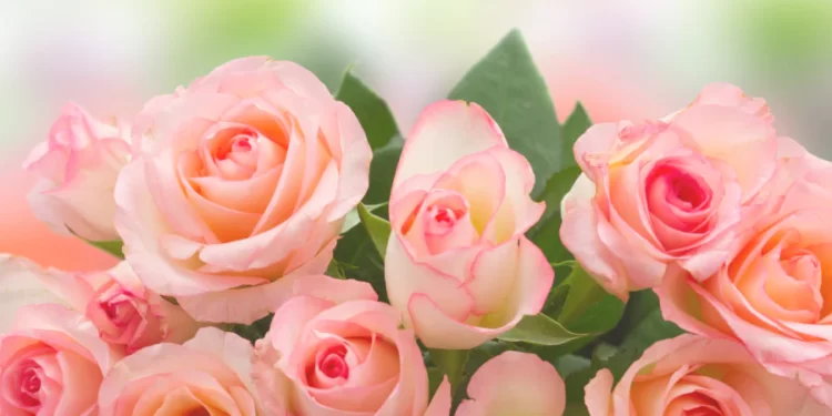 Decorating with Roses