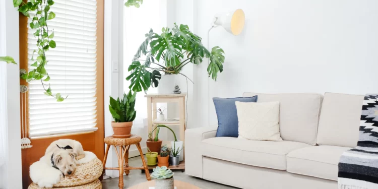 Finding the Perfect Sofa Bed for Your Home: A Comprehensive Guide