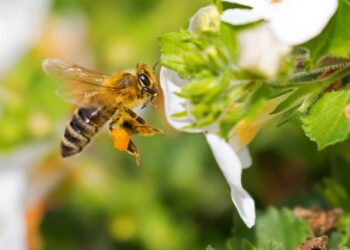 Best Ways to Keep Bees & Wasps Away From Your Home