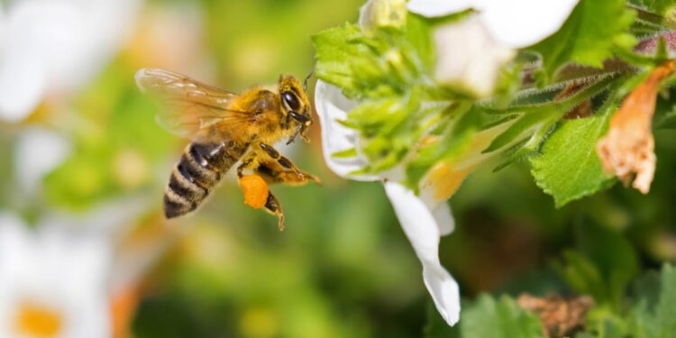 Best Ways to Keep Bees & Wasps Away From Your Home