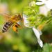 Best Ways to Keep Bees & Wasps Away From Your Home
