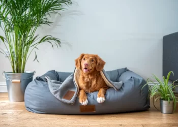 5 Creative Ways to Make Your Home Pet-Friendly