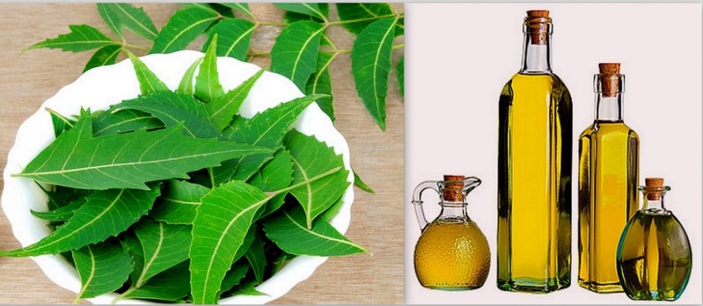  About Neem Oil

