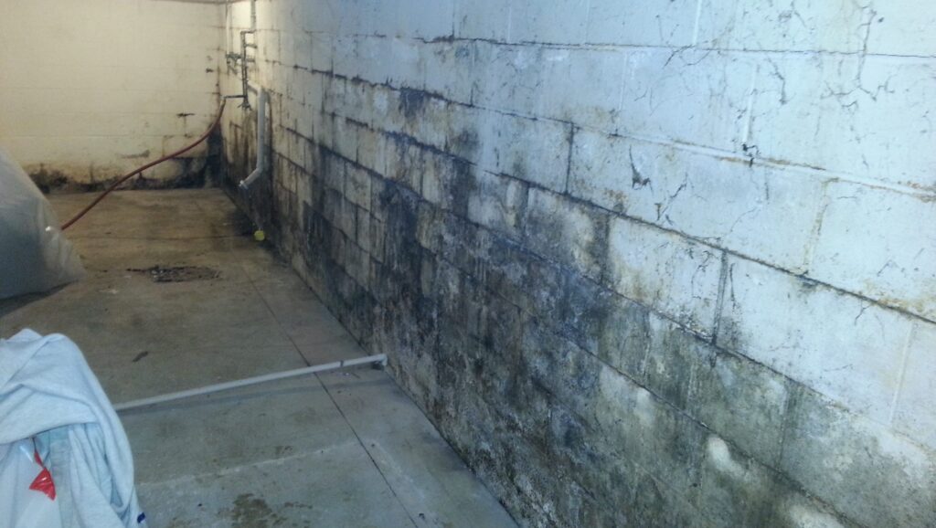 Preventing Mold In Your Basement: 4 Things To Keep In Mind - House ...