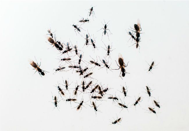 How Does Neem Oil Kill Ants
