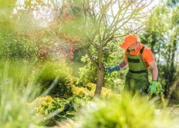 6 Essential Tools For Tree Care And Maintenance