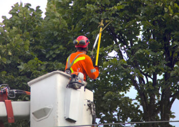 Tree Trimming: DIY Or Professional? 
