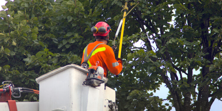Tree Trimming: DIY Or Professional?