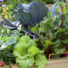 8 Gardening Mistakes to Avoid
