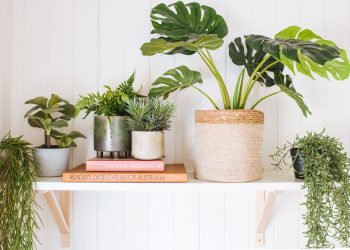How to Decorate Your House With Potted Plants