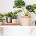 How to Decorate Your House With Potted Plants