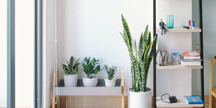 How To Incorporate Biophilic Design Into Your Home