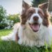How to euthanize a dog at home with Benadryl