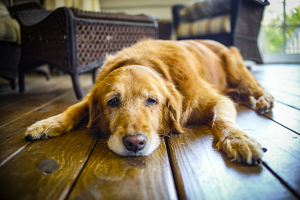 How To Euthanize A Dog At Home With Benadryl House Integrals