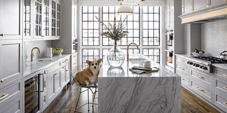 dog sitting in modern kitchen