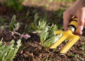4 Essential Tools You Must Buy for Your Garden Maintenance  