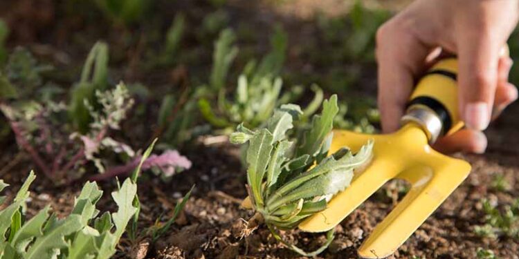 4 Essential Tools You Must Buy for Your Garden Maintenance