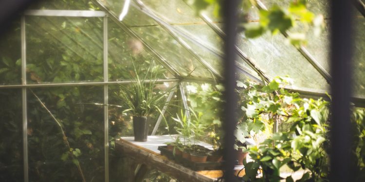 Greenhouse gardenig