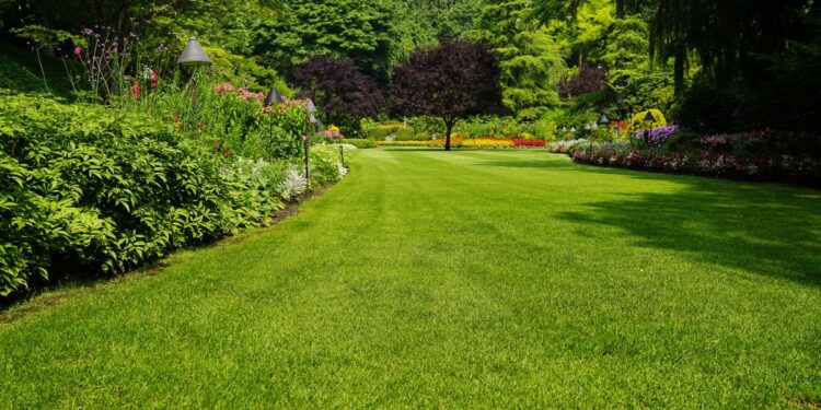 The Best Types of Grass to Plant Near Trees - House Integrals