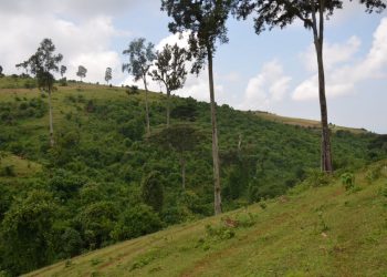The Essential Guide on Clearing Bare Land