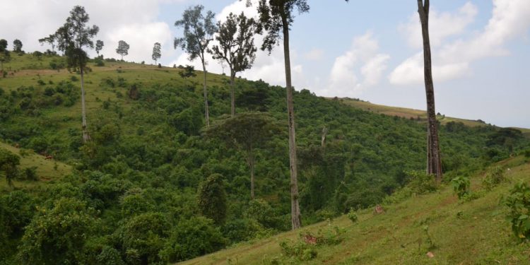 The Essential Guide on Clearing Bare Land