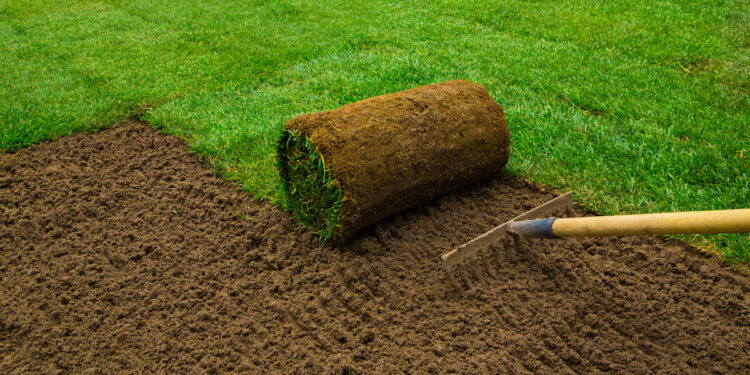 How to Lay Sod for Zoysia Grass: 7 Steps