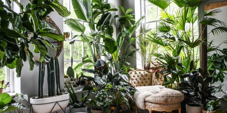 How To Decorate Your Home With Indoor Plants