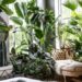 How To Decorate Your Home With Indoor Plants
