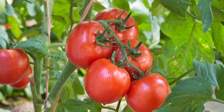 How to Increase Tomato Plant Fruit Production