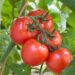How to Increase Tomato Plant Fruit Production