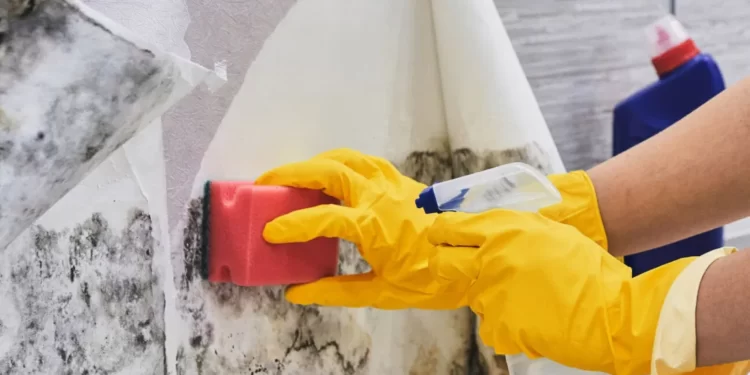 These Things Could Increase The Risk Of Mold Growing In Your Home
