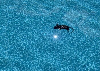 How to Keep Rodents Out of the Pool Area in the Off-Season