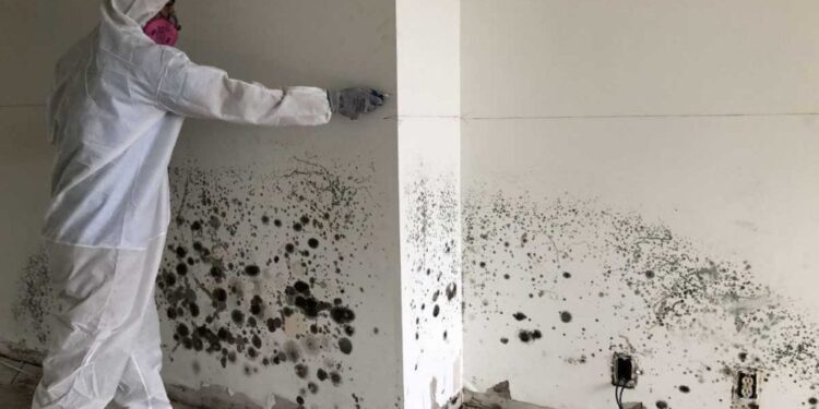 When Do You Need A Professional To Clean Up Mold?