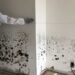 When Do You Need A Professional To Clean Up Mold?