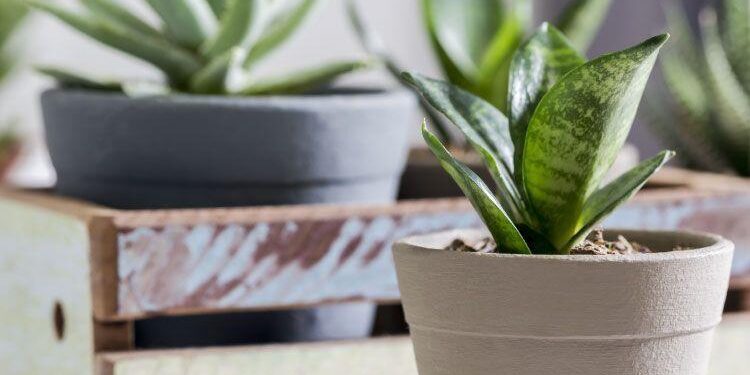 Snake plant oin pot