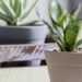 Snake plant oin pot