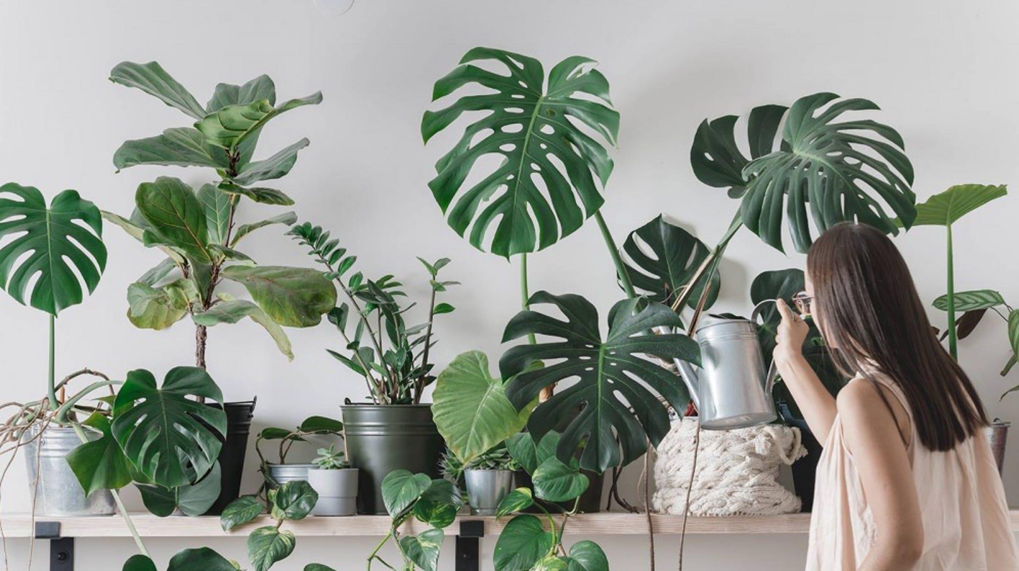 Girl checking on indoor plants