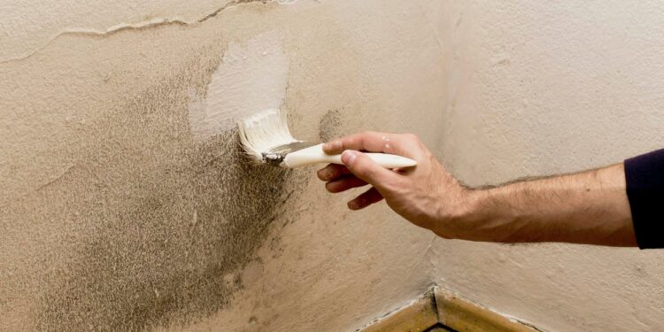 3 Dangers of Painting Over Mold