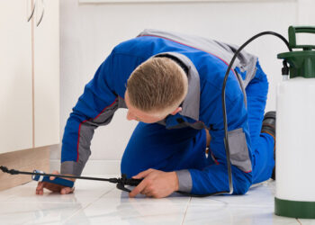 Reaching Out to a Team of Specialists for a Pest Control Walkthrough