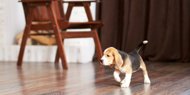 Five Reasons To Consider Free Flooring Samples Before Installation