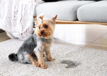 How to remove urine from carpet