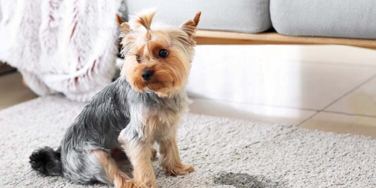 How to remove urine from carpet