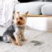 How to remove urine from carpet