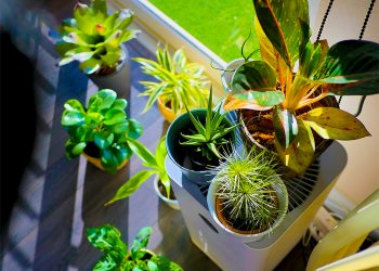 TIPS TO SAFELY MOVE YOUR HOUSEPLANTS