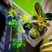 TIPS TO SAFELY MOVE YOUR HOUSEPLANTS