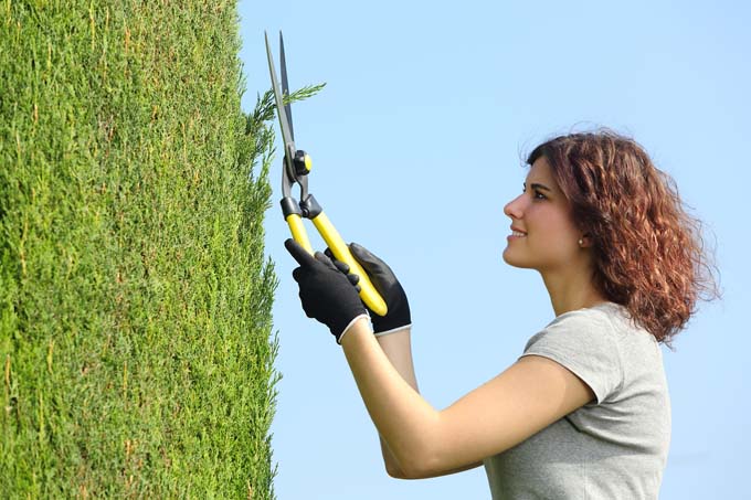 Gardener woman pruning a cypress with pruning shears with the sky in the background